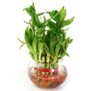  Small Bamboo With Bowl