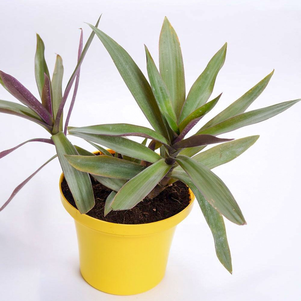  Ducky & Delight Tradescantia
