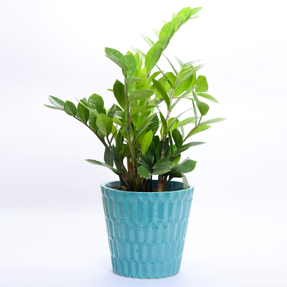  Sea green ZZ plant