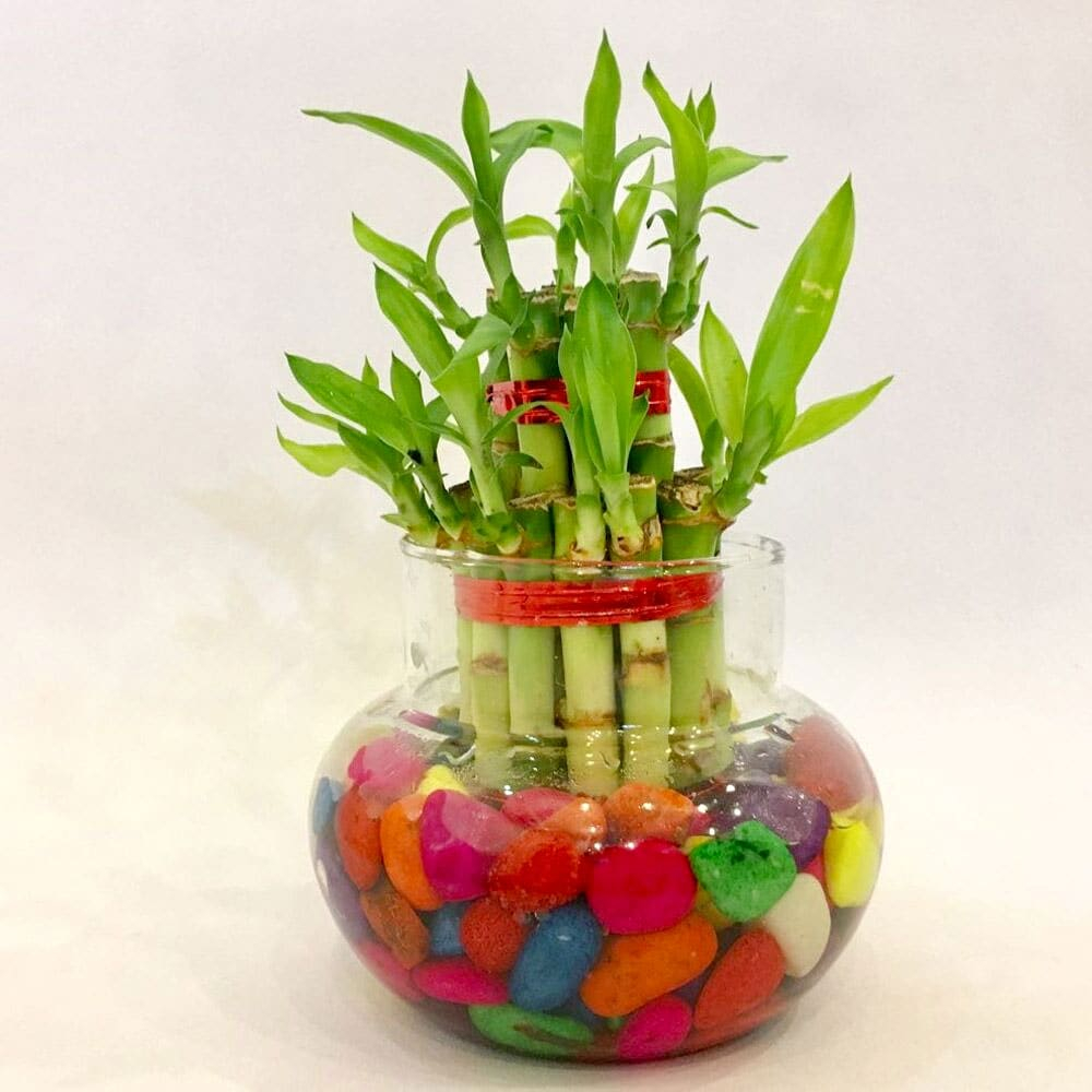  Lucky Bamboo 2 Layer With Glass Matki