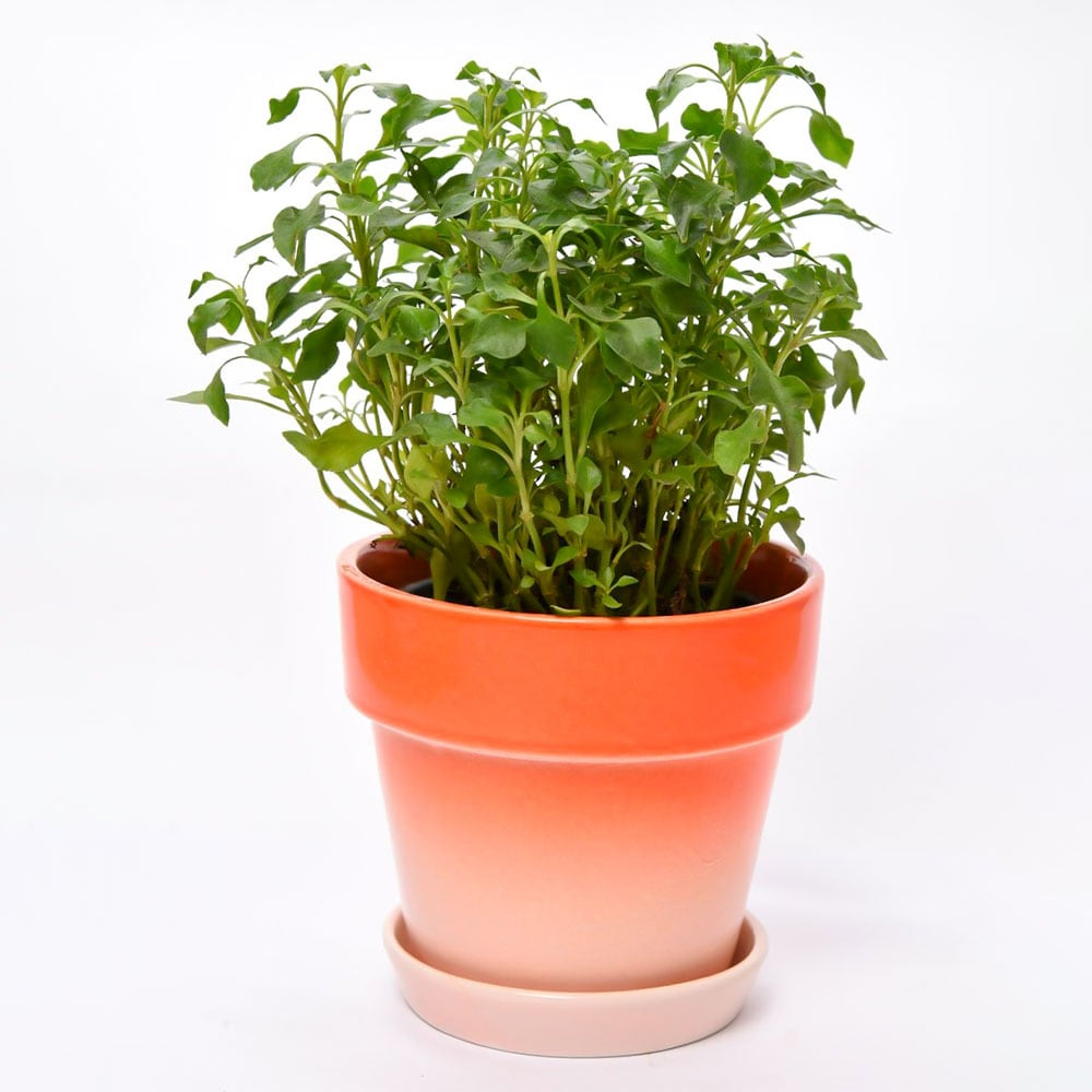  Reep Greens with Orange tangy