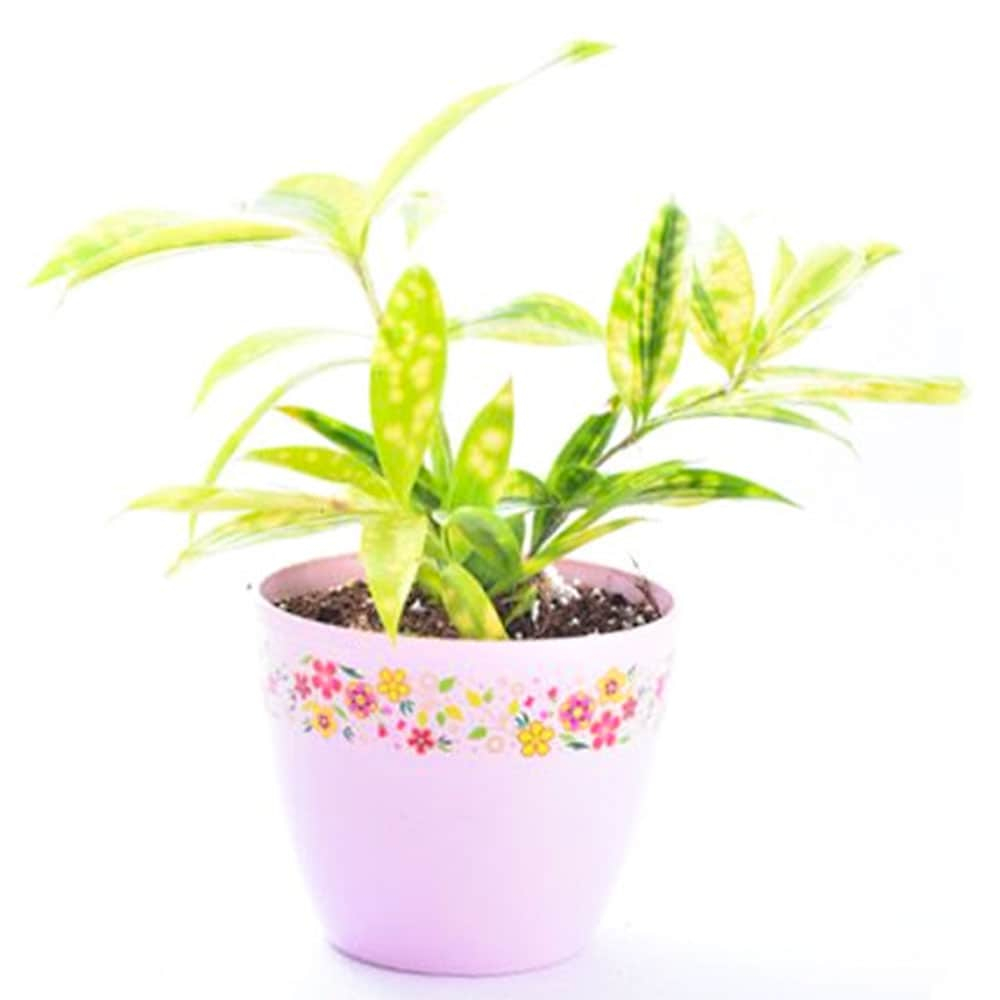  Elegant Dracena Gold Plant