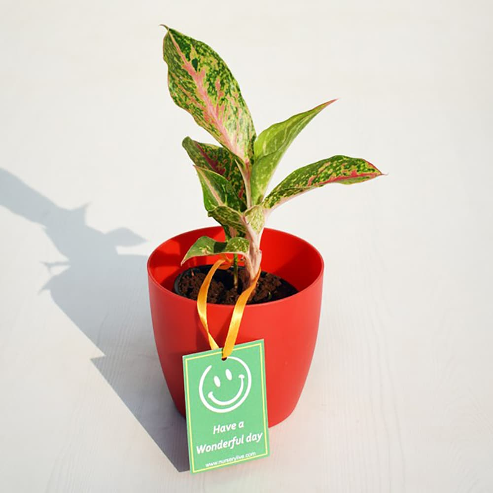  Aglaonema Butterfly Manis for Wonderful Day