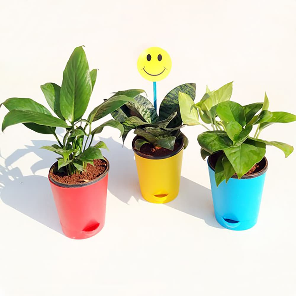  Air Purifier Plants in Self Watering Pots
