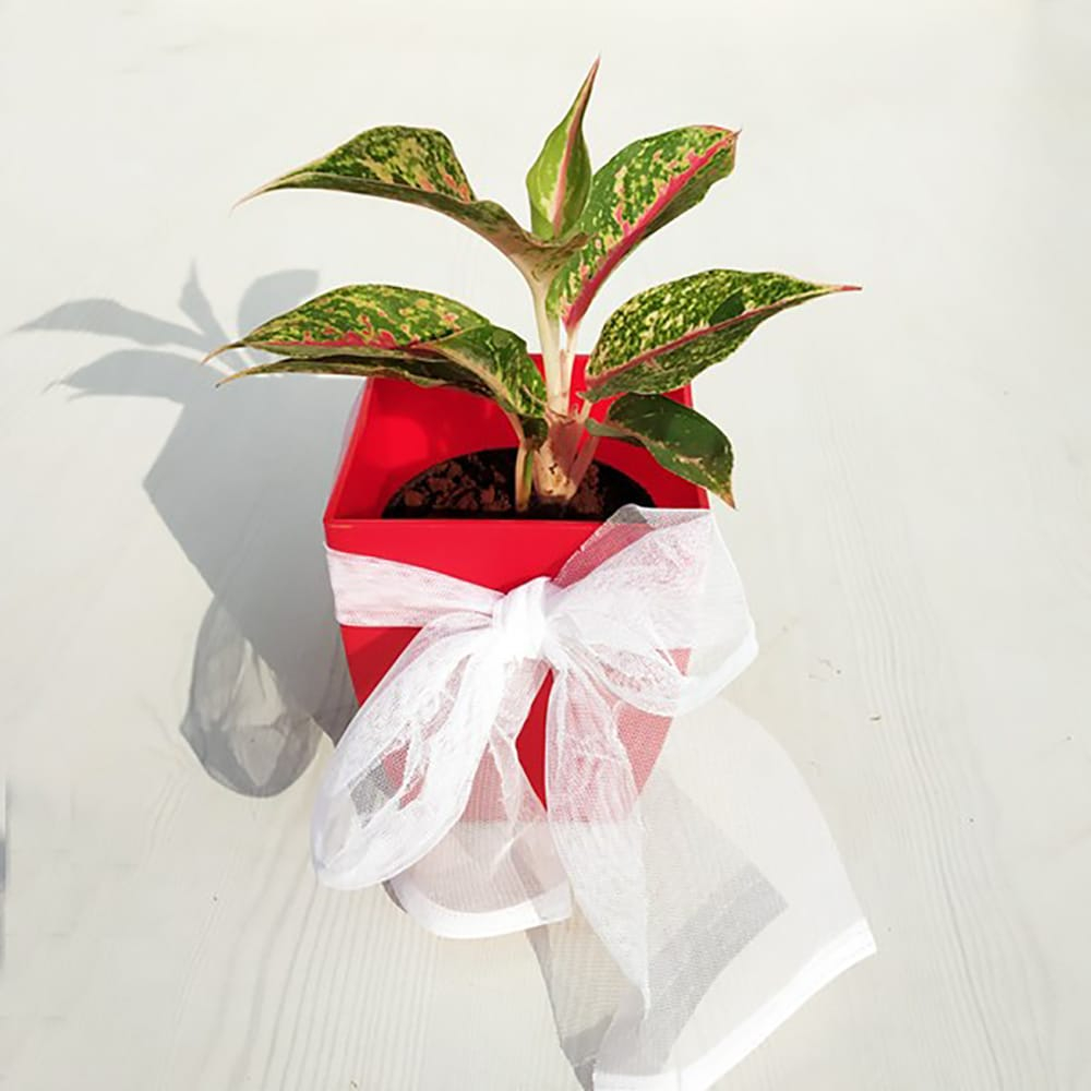  Awesome Aglaonema Butterfly Manis