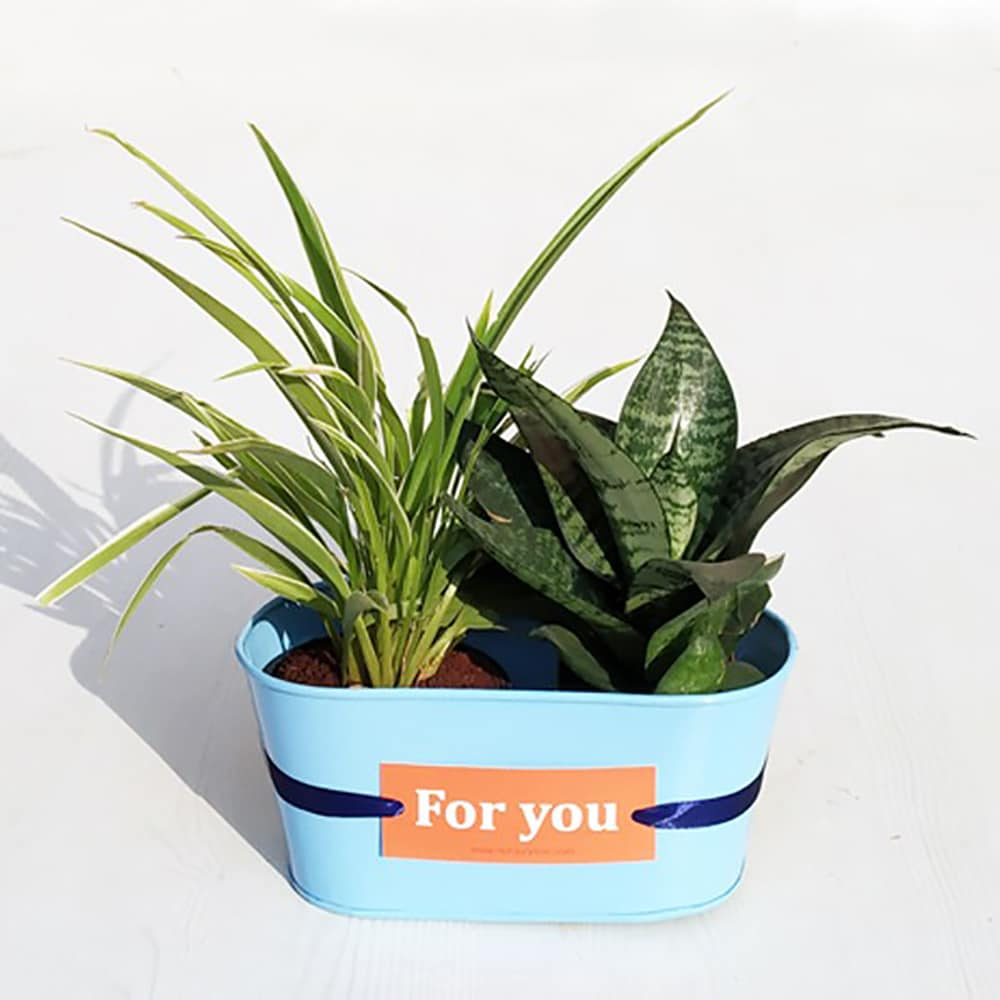  Best Indoor Chlorophytum and Sansevieria Plant