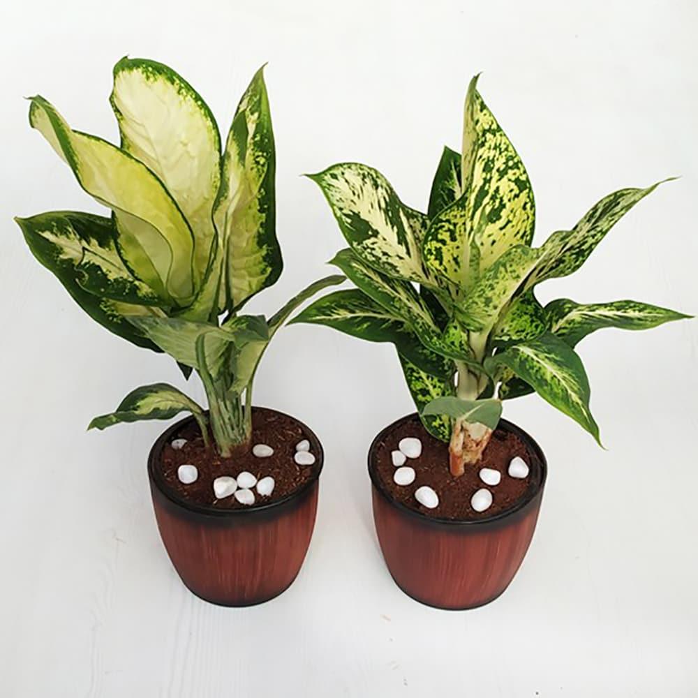  Set of 2 Dieffenbachia