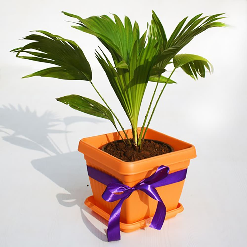  Table Palm