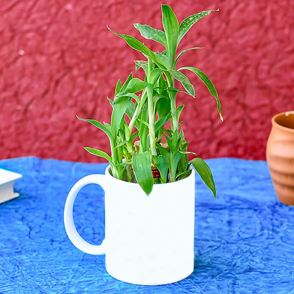  Lucky Bamboo in Mug