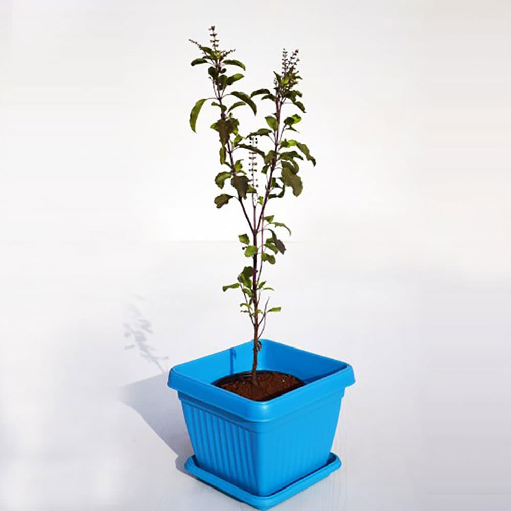  Krishna Tulsi