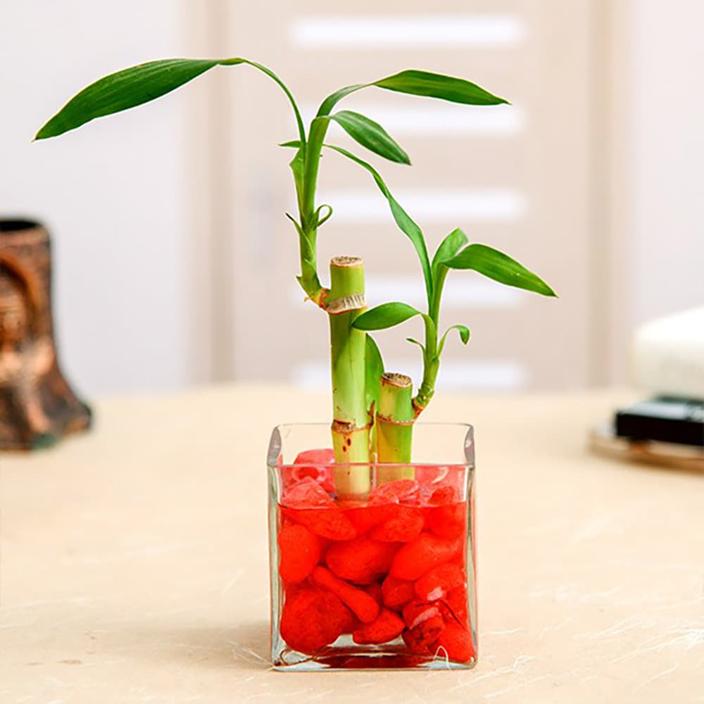  2 Lucky Bamboo Stalks Gift Plant