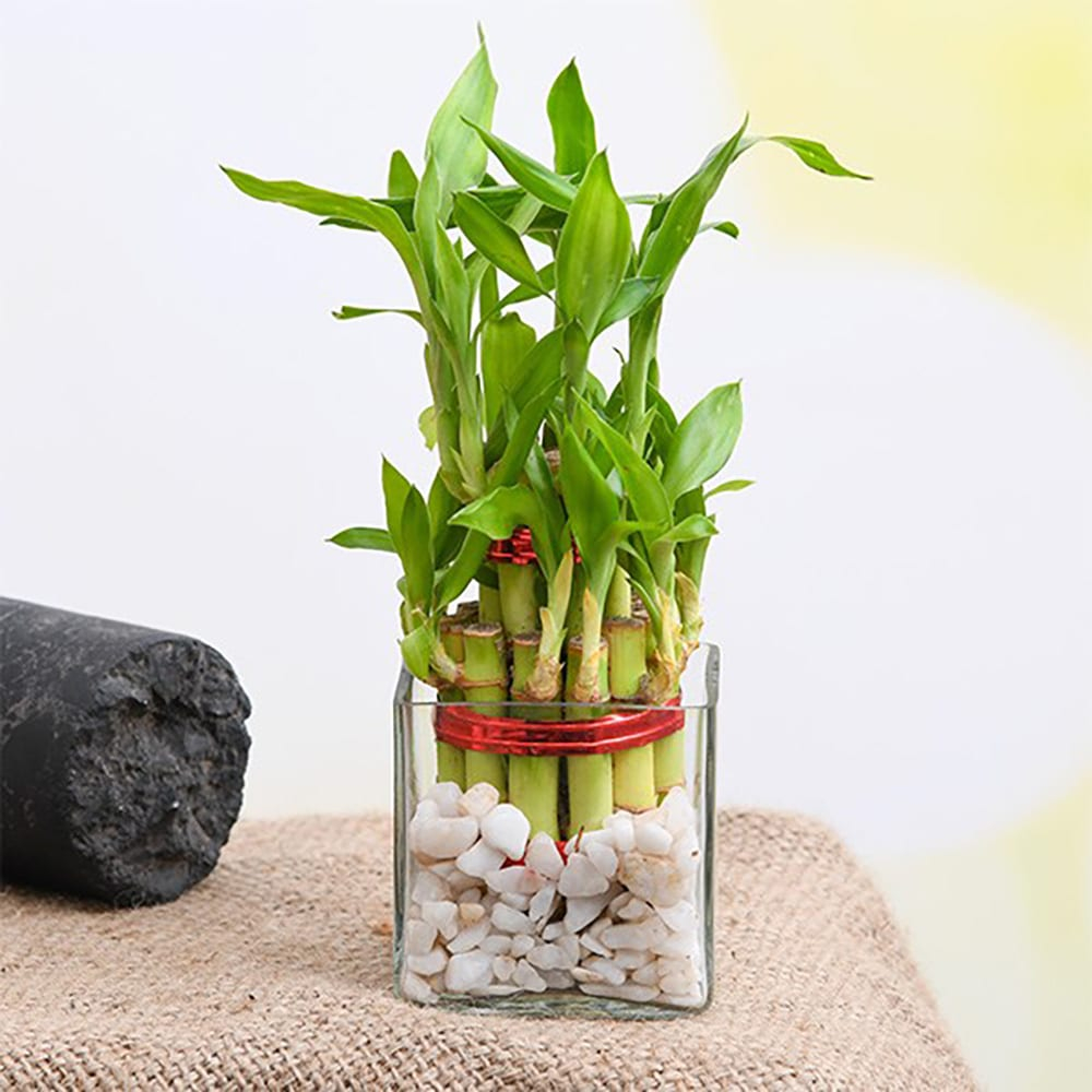  Good Luck 2 Layer Lucky Bamboo