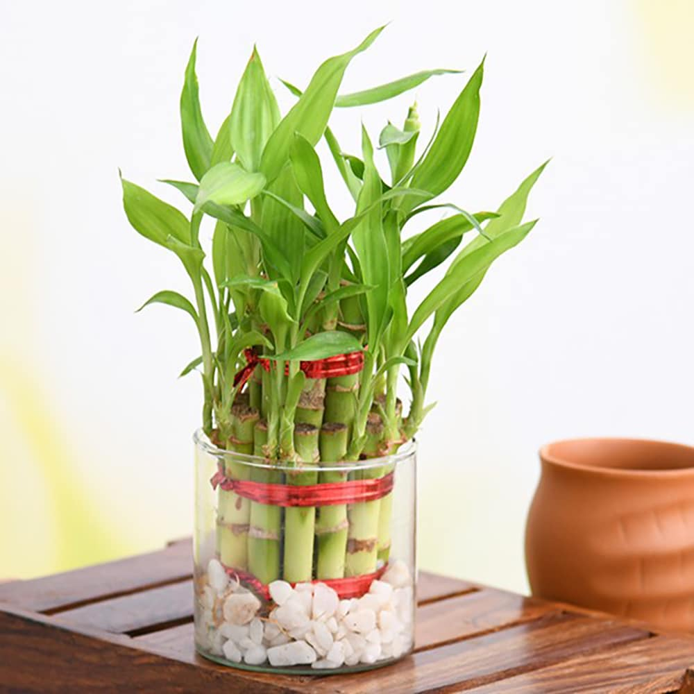  Gift 2 Layer Lucky Bamboo