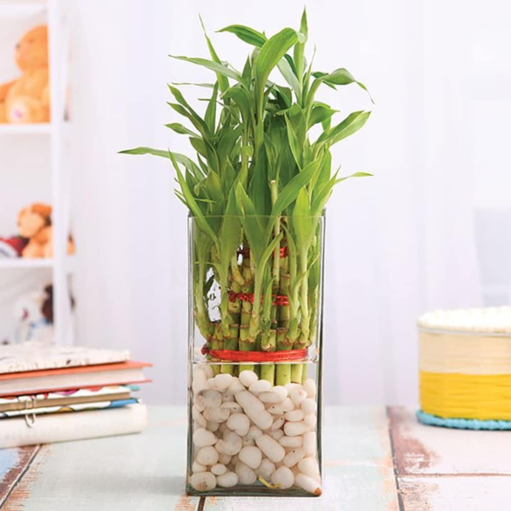  Bamboo in a Glass Vase with Pebbles