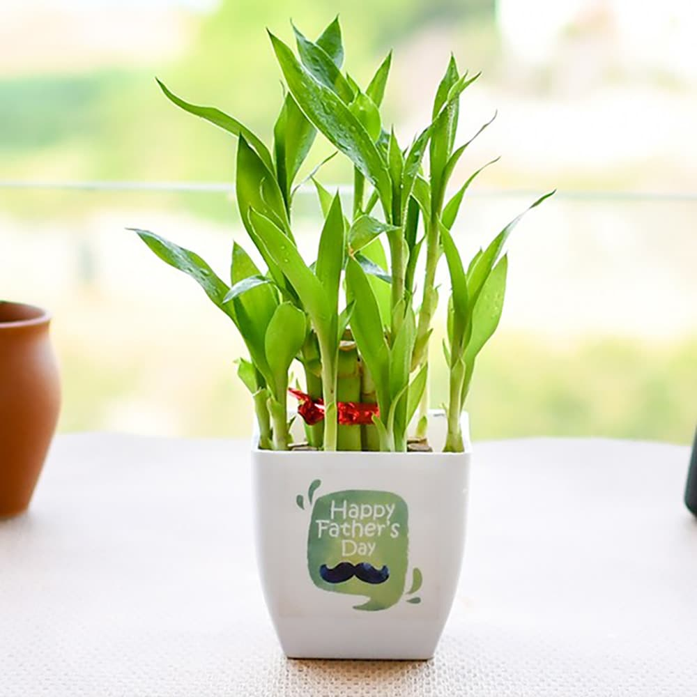  Lucky Bamboo for Happy Fathers Day