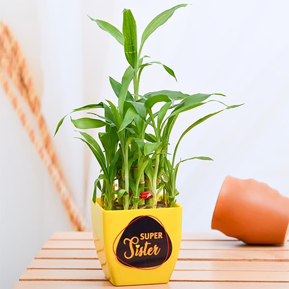  2 Layer Lucky Bamboo for Super Sister