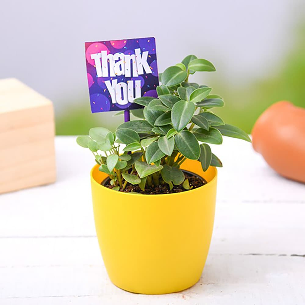  Say thank you with Peperomia