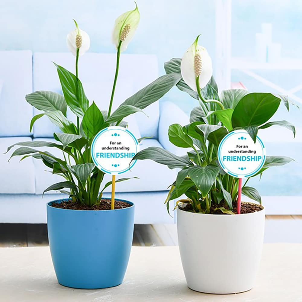  Mogra Plant with Mug for Coffee Lover Dad
