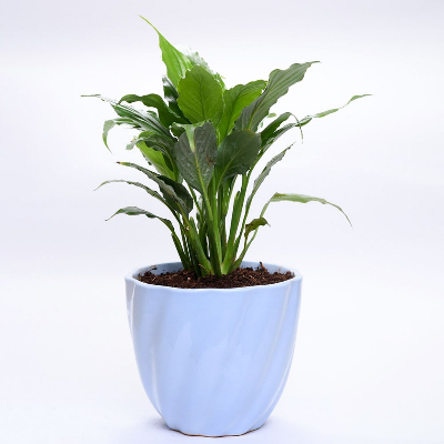Azureus spathiphyllum