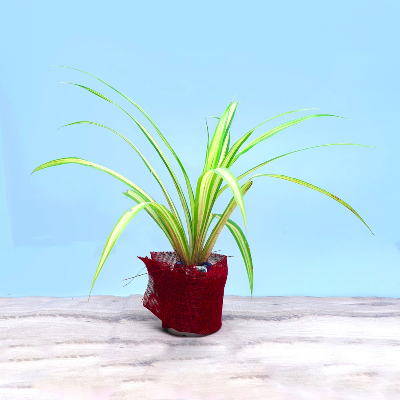 Lovey dovey Spider Plant