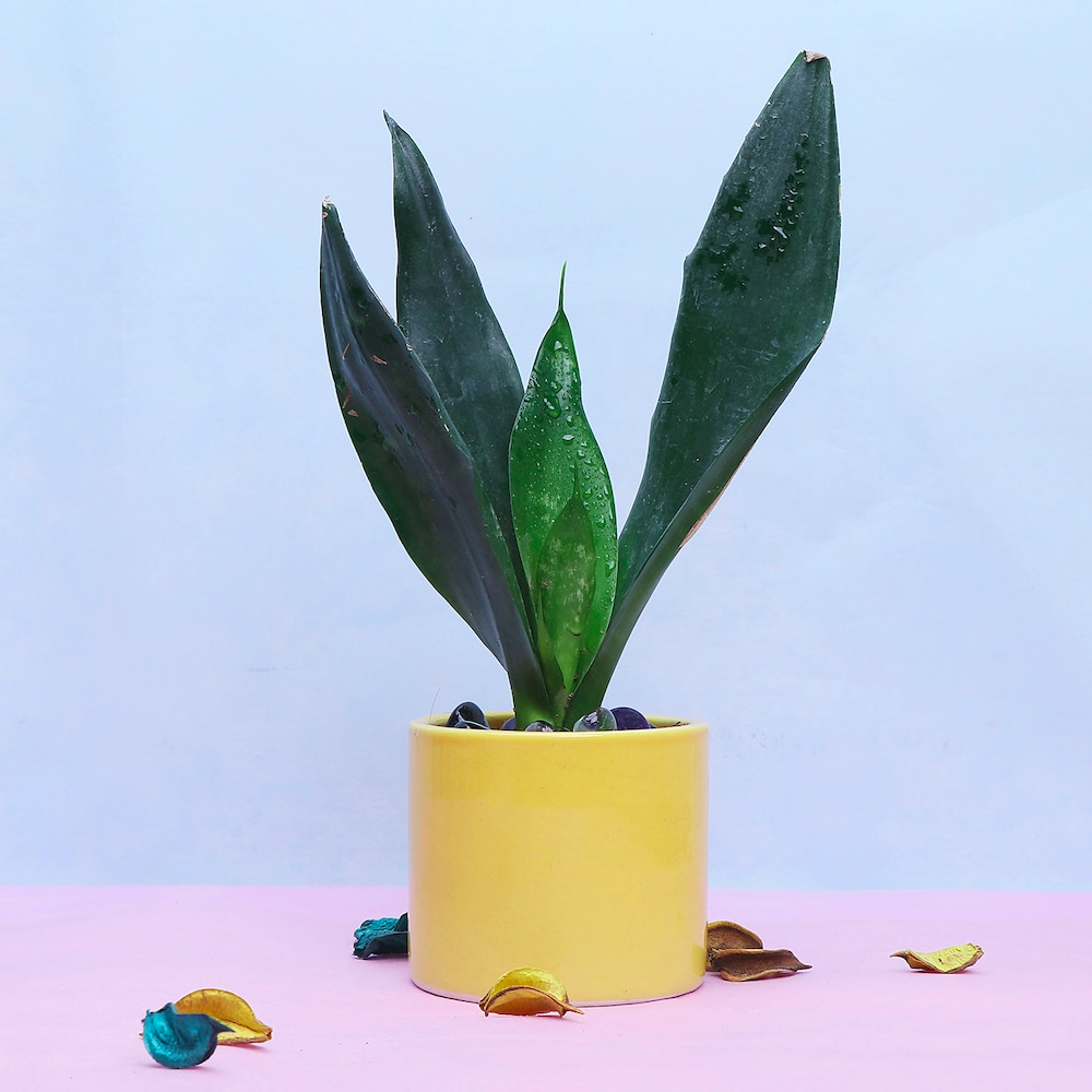  Refreshing Snake Plant