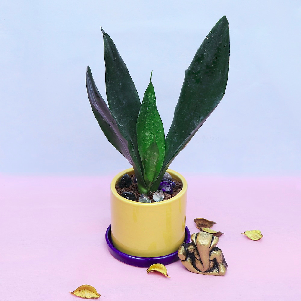  Ganesha & Potted Snake Plant Combo