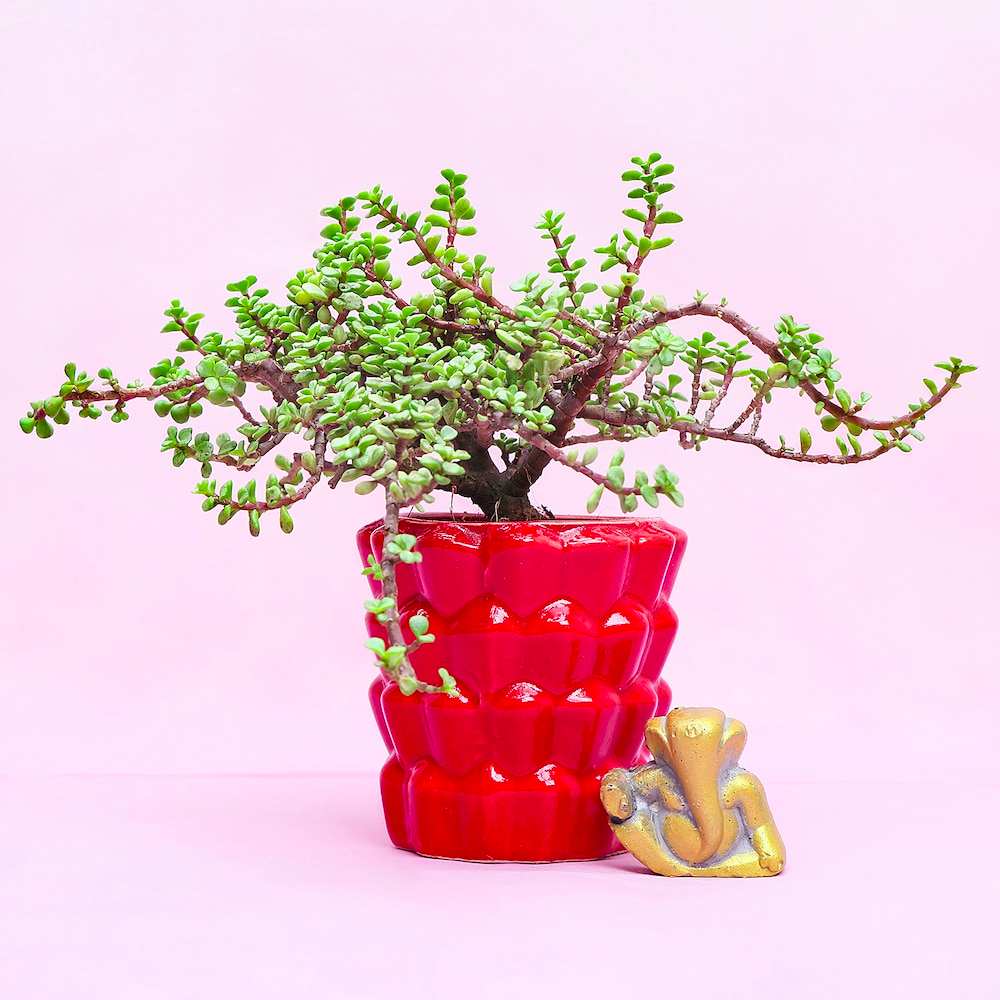  Green Jade Plant & Ganesha Combo