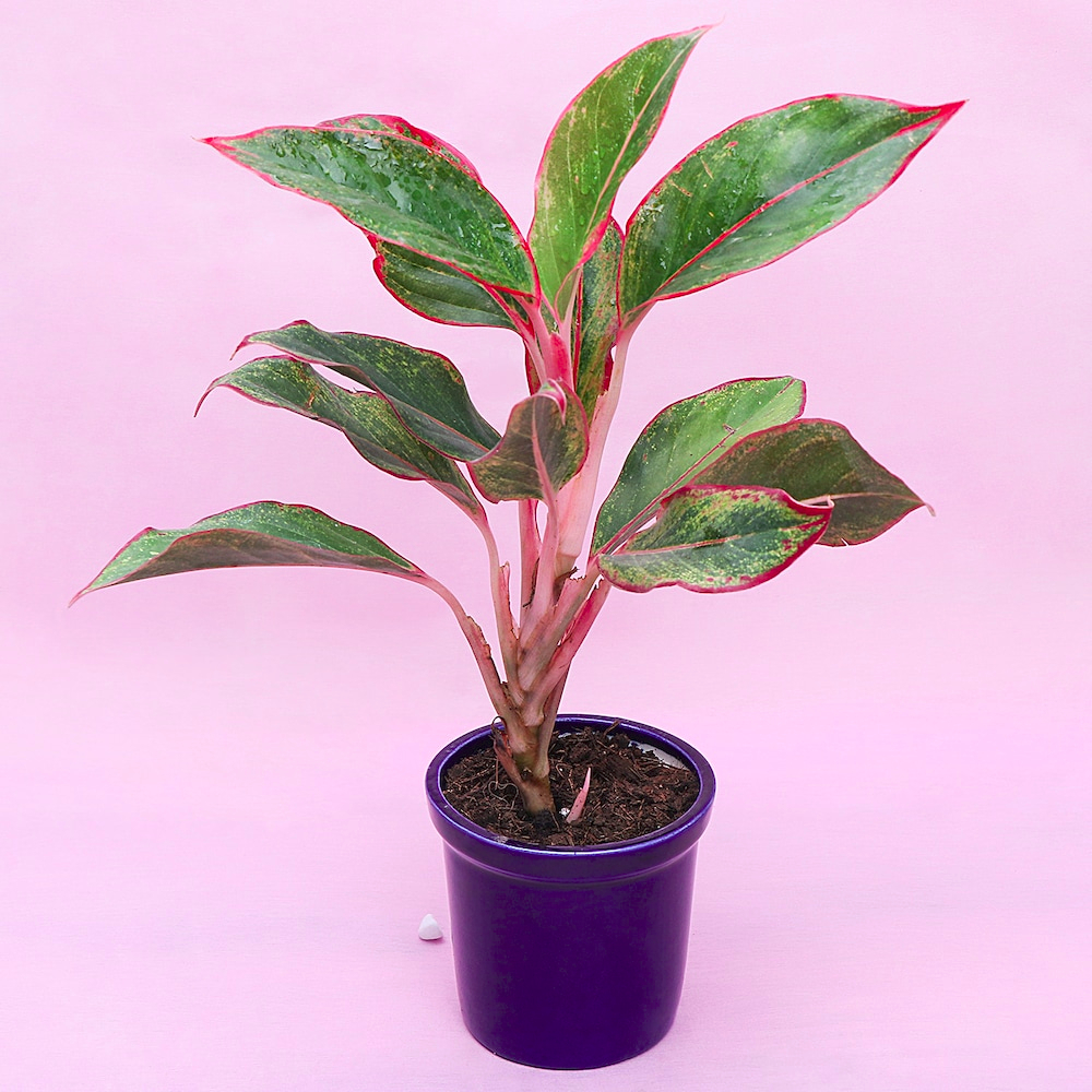  Potted Aglaonema lipstick Plant