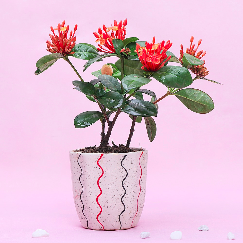  Flowery Ixora Plant
