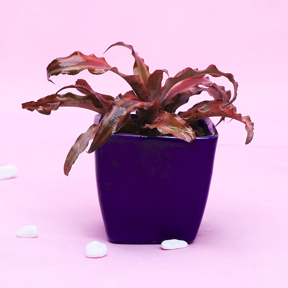  Alluring Gasteria Plant