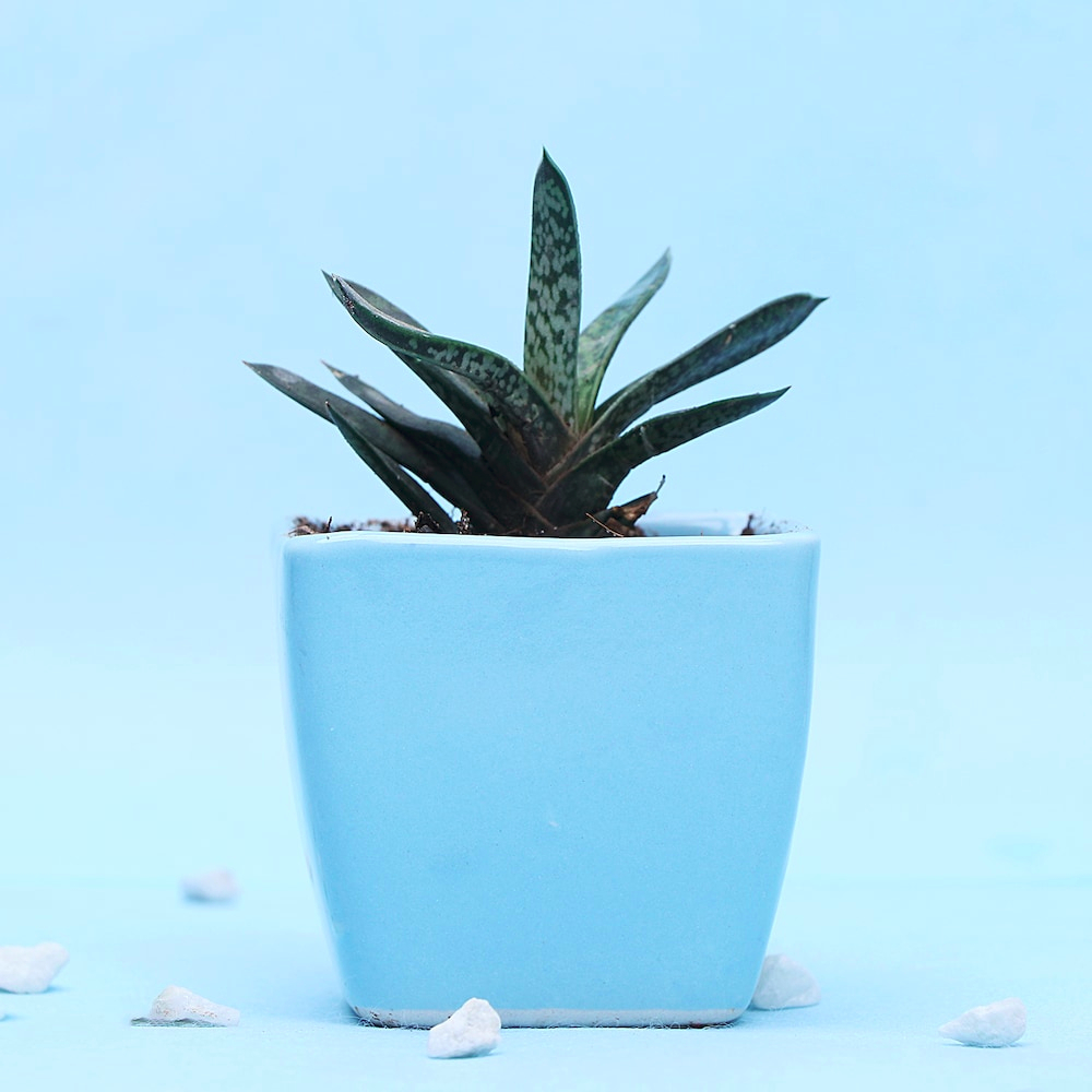  Potted Dorian Plant