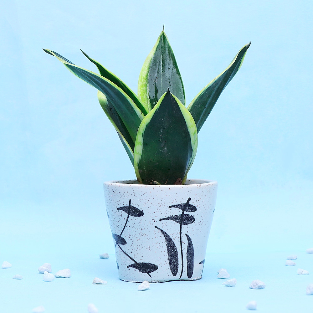  A Pretty Plant In Classy white Pot