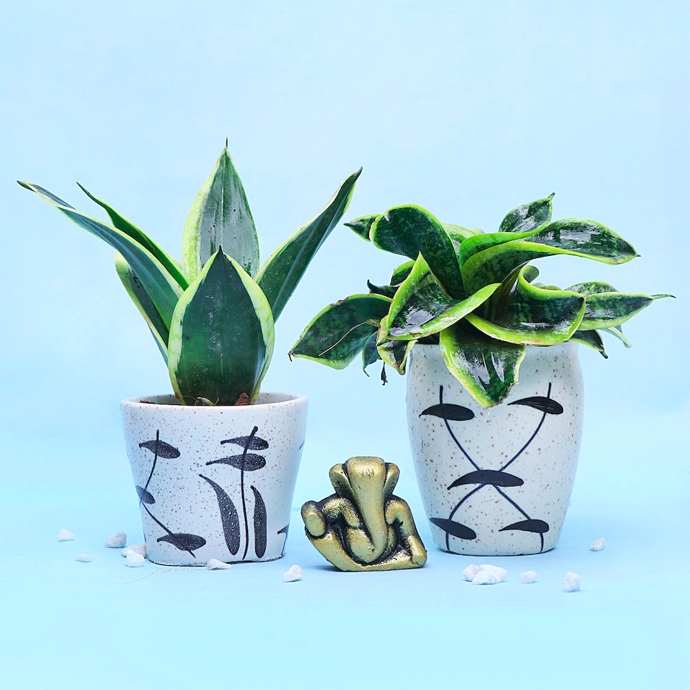  Blessing Ganpati & 2 Plant combo