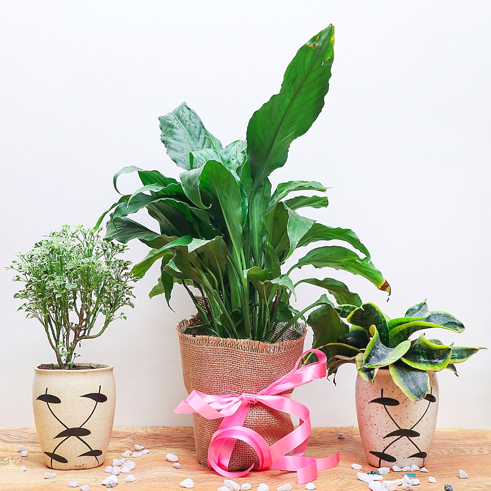  Trio Plant set in Classy pots