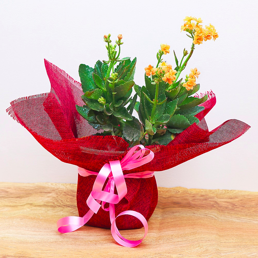  Orange Flower Plant For Home