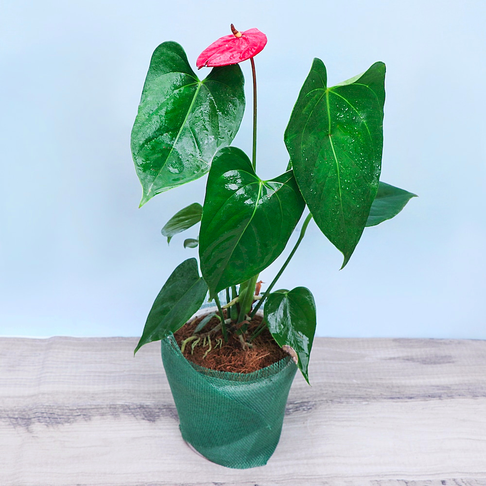  EverGreen Anthurium