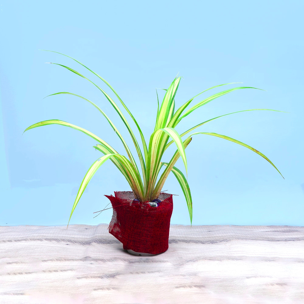  Lovey dovey Spider Plant