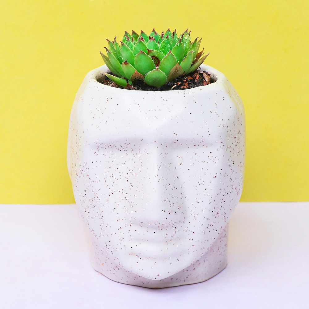  White potted Houseleek