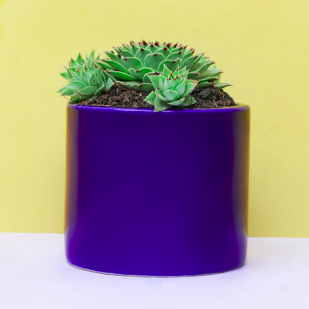  Beautiful Echeveria Imbricata in Blue Pot