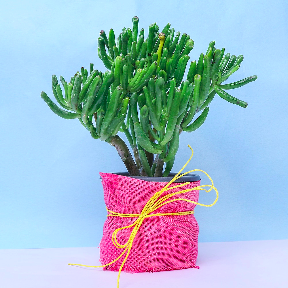  Glorify Crassula