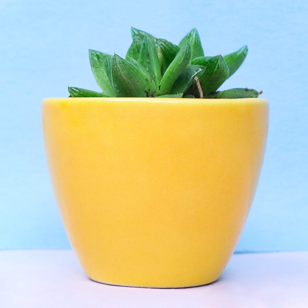  Catchy Haworthia in Yellow Pot