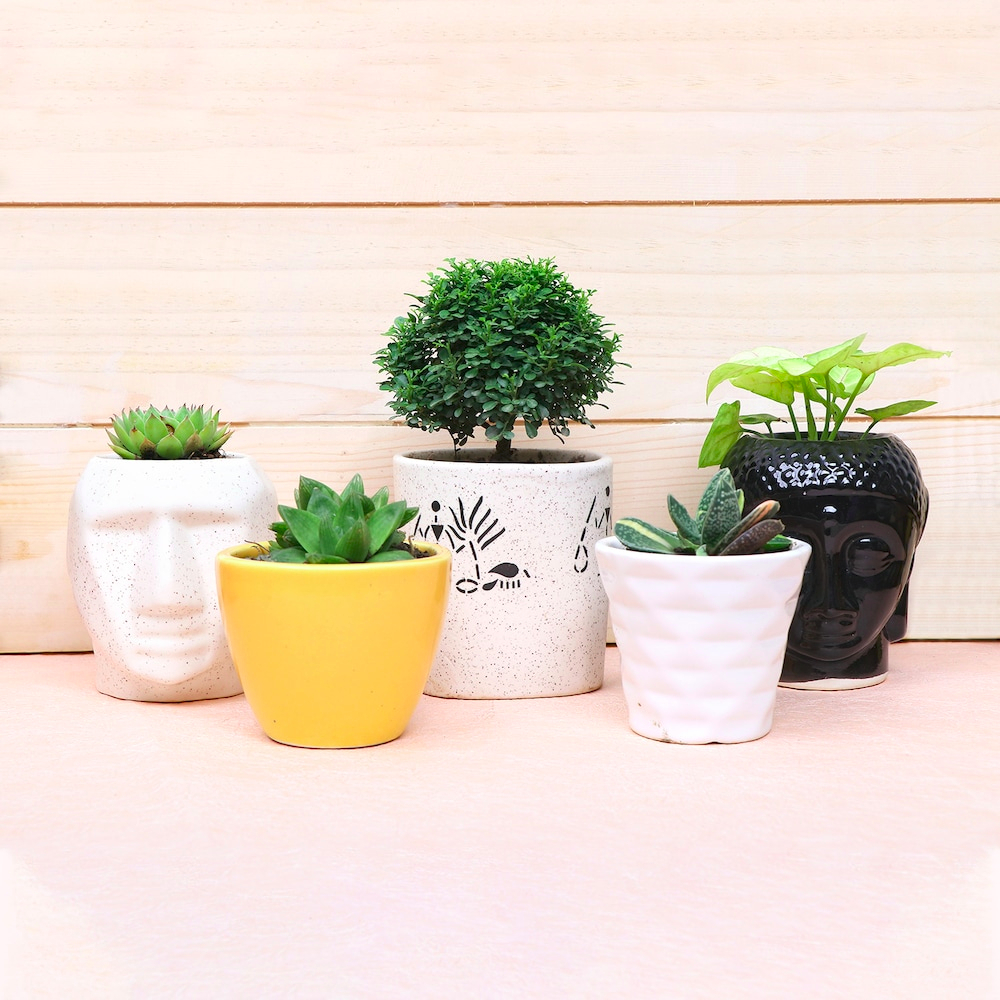 Nature in 5 pots