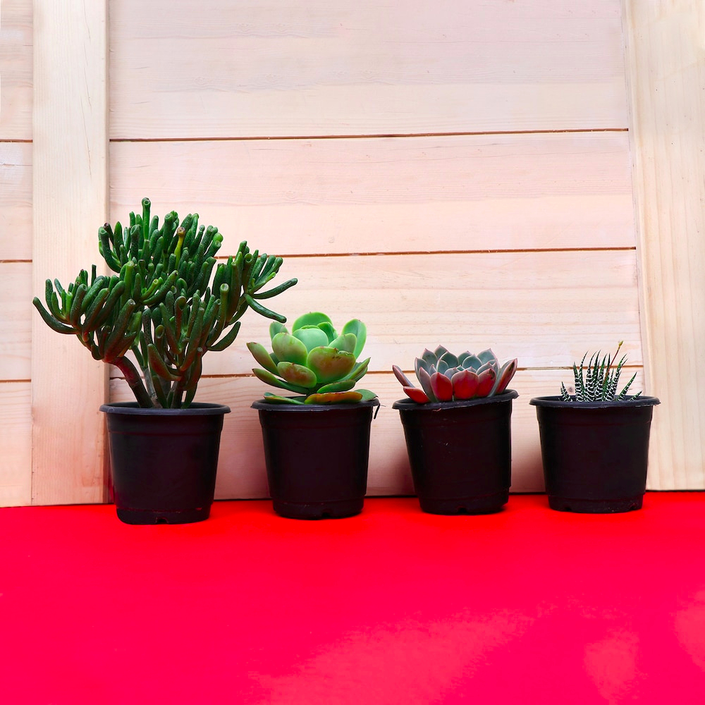  Fresh Home Plants Combo