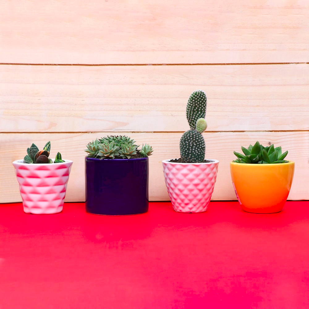  Ceramic Potted Green Beauties