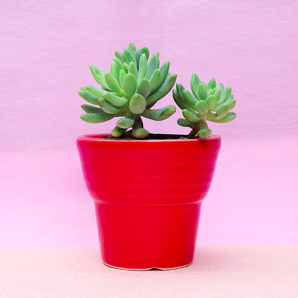  Impressive Home Echeveria Elegans Plant