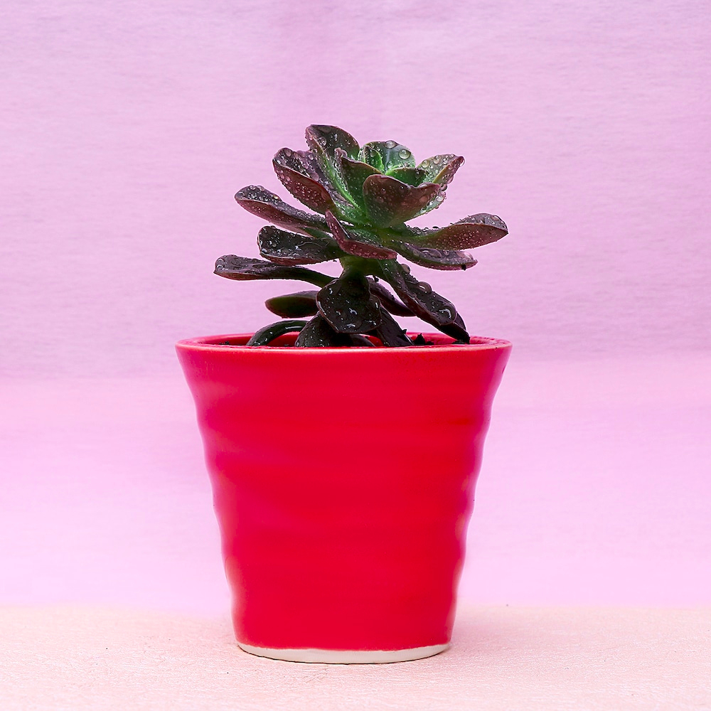  Alluring Echeveria Black Prince Plant