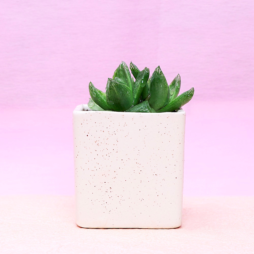  Hawrothia in Beautiful White Pot