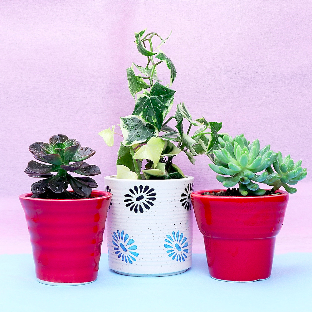  Magical Plant Set