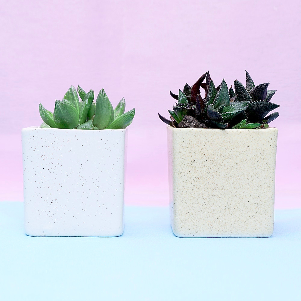  Set of 2 Hawrothia Plants