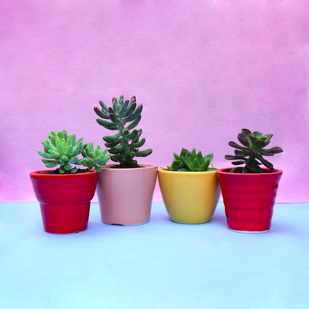  Healthy Wealthy Nature Gifts